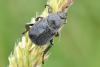 Hoplia sp.